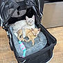 kitten, cat, pet, stroller, bed, toy, indoor, sleeping, snuggling, feline, animal, cozy, curious, resting, floor, wooden_floor, black_stroller, mesh, cute, domestic_cat