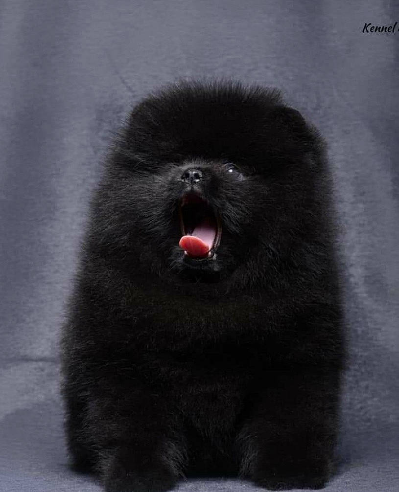 Mickey joined the competition — help win amazing prizes! carnivore, dog_breed, fur, grey, monochrome_photography, natural_material, paw, primate, snout, terrestrial_animal, wildlife