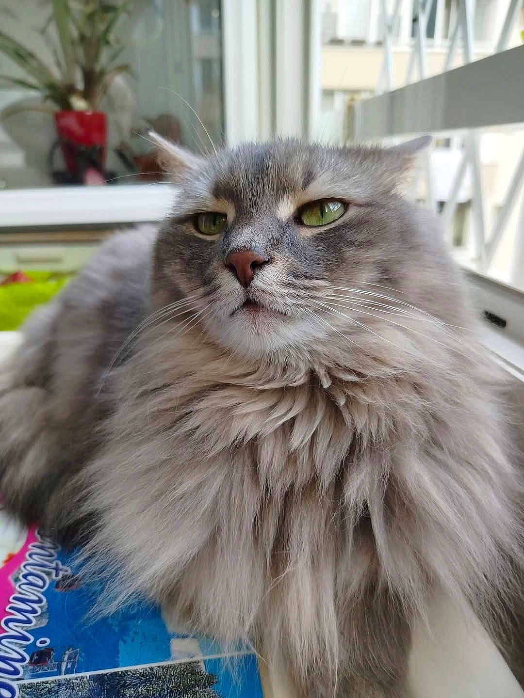 Frida