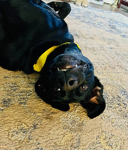 Abigail is registered to the contest to win money with this photo: borador, canidae, carnivore, collar, companion_dog, dog, dog_breed, dog_collar, electric_blue, fawn, foot, fur, guard_dog, personal_protective_equipment, snout, sporting_group, tail, terrestrial_animal, whiskers, working_animal