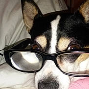 Harleygirl is registered to the contest to win money with this photo: dog, pet, glasses, close_up, face, nose, ears, blanket, bed, pillow, indoor, flash, black_and_white_fur, muzzle, eyes, portrait, cute, resting, eyewear, canine