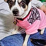 Harleygirl is registered to the contest to win money with this photo: dog, small_dog, pet, chihuahua_mix, pink_sweater, sweater, collar, dog_tag, ears, brown_eyes, close_up, portrait, sitting, lap, jeans, human_arm, indoor, cozy, cute, attentive