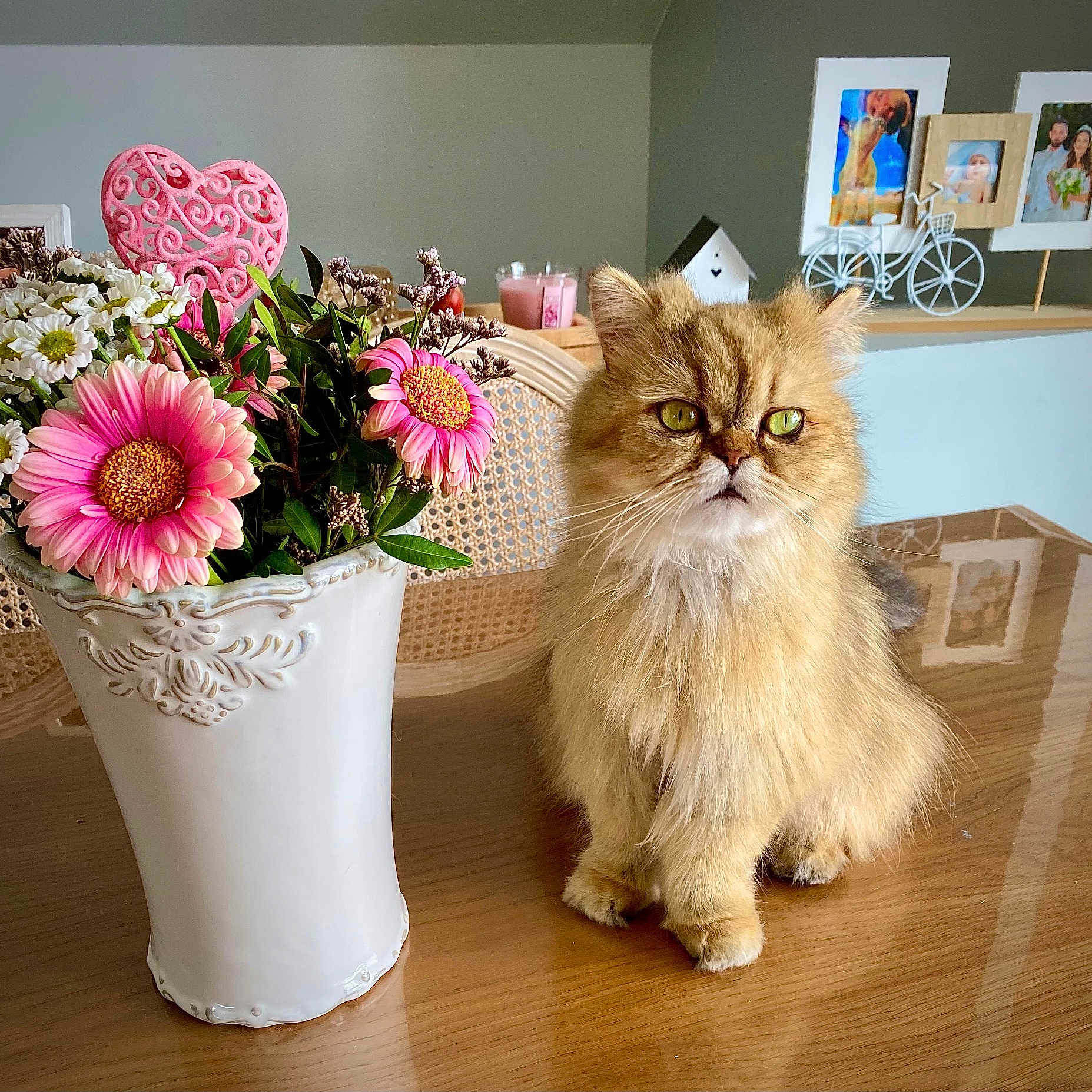 Sansa participe au concours pour gagner de l'argent avec cette photo : cat, closeup, cozy, decor, feline, flowers, fluffy, green_eyes, greenery, home, indoor, ornate_vase, pet, pink_flowers, sitting, still_life, table, vase, white_flowers, wooden_table