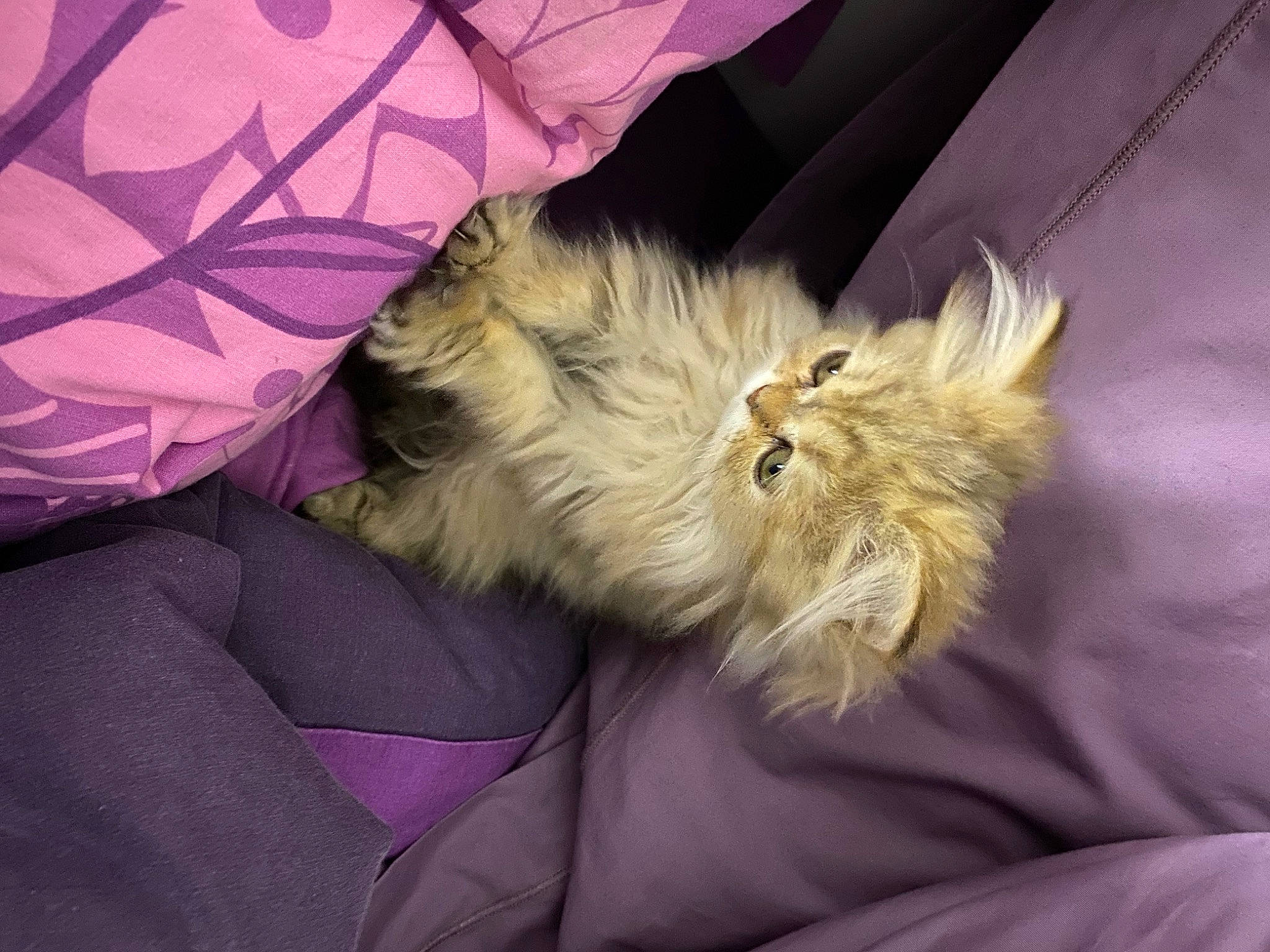 Sansa participe au concours pour gagner de l'argent avec cette photo : carnivore, cat, claw, comfort, companion_dog, dog_breed, fawn, felidae, fur, magenta, nap, paw, ragdoll, small_to_medium_sized_cats, tail, terrier, textile, toy_dog, whiskers