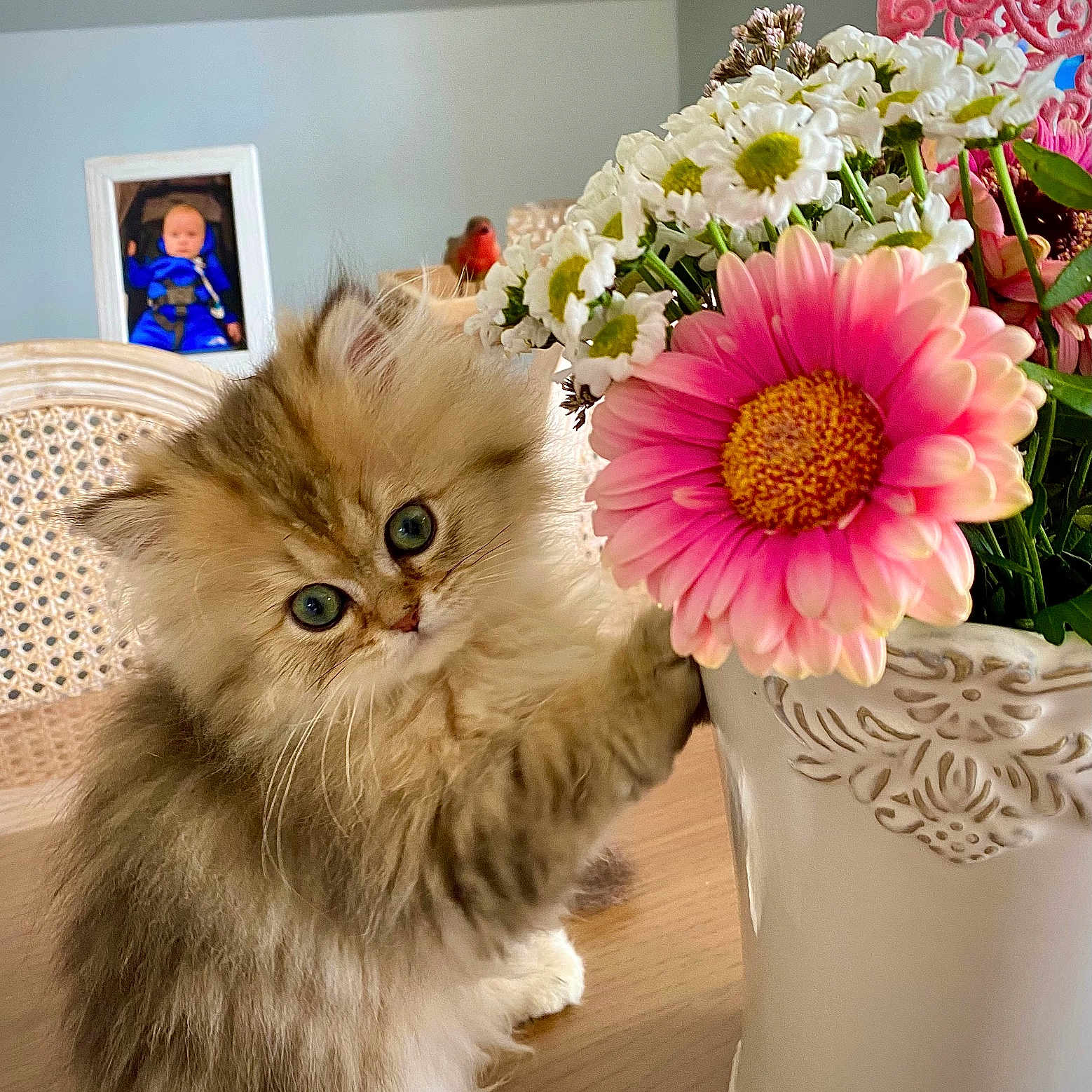 Ophelia a rejoint le concours — aidez-le/la à gagner de superbes lots ! cat, curious, cute, decor, flower, fluffy, framed_photo, green_eyes, home, indoor, kitten, pet, pink_flower, plant, small, tabletop, vase, white_vase, wooden_table, woven_chair