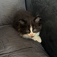 Malo participe au concours pour gagner de l'argent avec cette photo : kitten, cat, black_and_white, pet, feline, indoor, couch, furniture, cute, animal, young, fur, whiskers, resting, cozy, domestic, small, curious, pink_nose, eyes