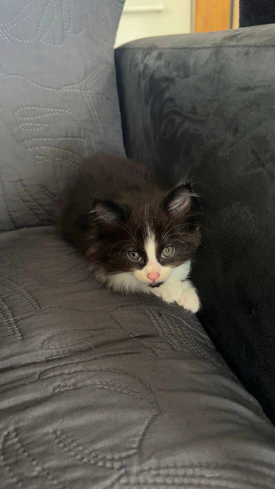 Malo participe au concours pour gagner de l'argent avec cette photo : kitten, cat, black_and_white, pet, feline, indoor, couch, furniture, cute, animal, young, fur, whiskers, resting, cozy, domestic, small, curious, pink_nose, eyes