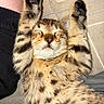 Spooky is registered to the contest to win money with this photo: adorable, animal, cat, closeup, cozy, cute, fabric, feline, indoor, kitten, paws, pet, relaxed, resting, sleeping, soft_fur, spotted_fur, striped_fur, whiskers, young_cat