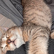 Spooky joined the competition — help win amazing prizes! animal, cat, closeup, cozy, cute, feline, fur, indoor, muzzle, nap, paw, pet, relaxed, resting, sleeping, soft, stretching, striped, tabby, whiskers