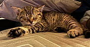 Spooky is registered to the contest to win money with this photo: adorable, animal, cat, closeup, cozy, cushion, cute, fur, indoor, kitten, paw, pet, relaxation, resting, sleeping, soft, tabby, texture, whiskers, young