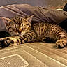adorable, animal, cat, closeup, cozy, cushion, cute, fur, indoor, kitten, paw, pet, relaxation, resting, sleeping, soft, tabby, texture, whiskers, young