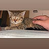 Spooky is registered to the contest to win money with this photo: animal, cat, closeup, comfort, cozy, cute, domestic_cat, feline, fur, hand, indoor, kitten, mammal, pet, resting, sleeping, striped, tabby, touch, young