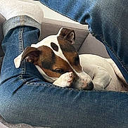 Rocket a rejoint le concours — aidez-le/la à gagner de superbes lots ! dog, jeans, sock, couch, pet, sleeping, relaxed, indoor, furniture, white, brown, animal, paw, leg, casual, comfort, resting, cute, cozy, home