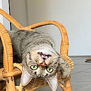 Gribouille a rejoint le concours — aidez-le/la à gagner de superbes lots ! abyssinian, animal, armchair, basket, cat, chair, cushion, furniture, hardwood, homedecor, kitten, manx, pet, rockingchair, wood