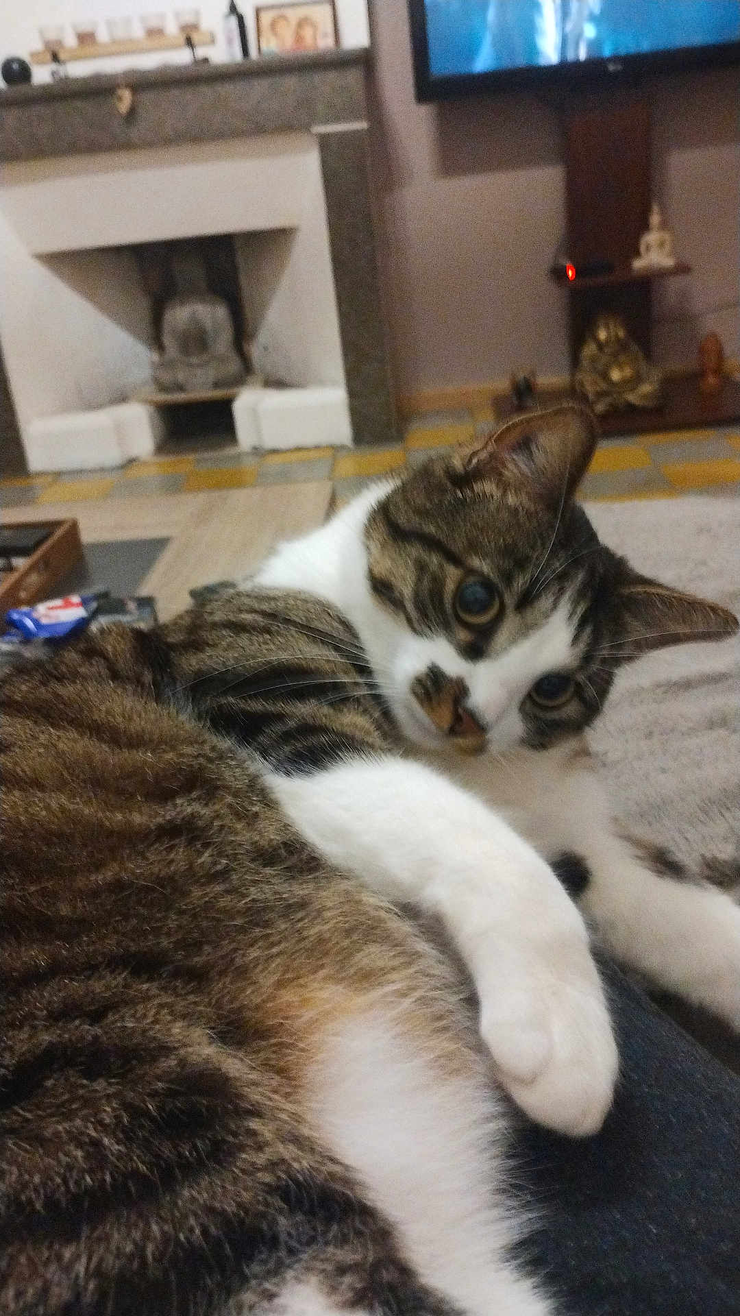 Wifi participe au concours pour gagner de l'argent avec cette photo : cat, tabby, white_paws, indoor, living_room, couch, fireplace, television, decor, furniture, pet, curious, relaxed, closeup, fur, whiskers, eyes, home, cozy, animal