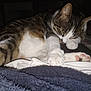 Wifi participe au concours pour gagner de l'argent avec cette photo : cat, tabby, sleeping, paw, white_fur, striped_fur, animal, pet, cozy, blanket, indoor, resting, cute, feline, fur, whiskers, soft, closeup, relaxed, napping