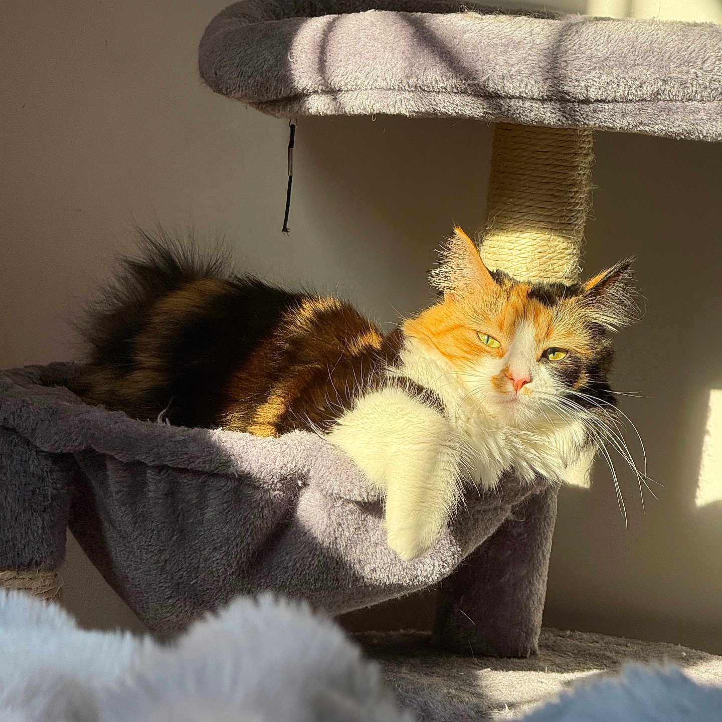 August joined the competition — help win amazing prizes! animal, calico_cat, cat, cat_tree, cozy, cute, domestic_animal, feline, fluffy, fur, hammock, indoor, mammal, pet, relaxed, resting, shadow, sleepy, sunlight, whiskers