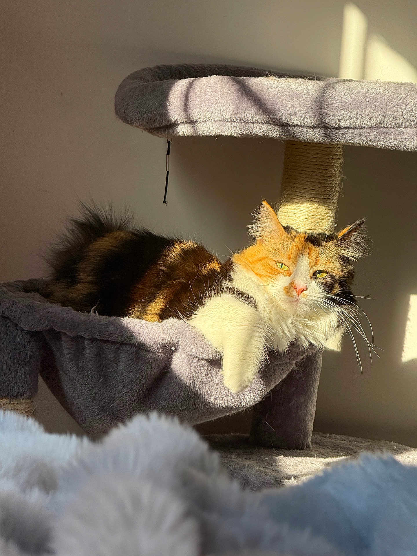 August joined the competition — help win amazing prizes! cat, calico_cat, feline, pet, animal, cat_tree, hammock, sunlight, shadow, indoor, cozy, fur, whiskers, relaxed, resting, cute, mammal, domestic_animal, sleepy, fluffy