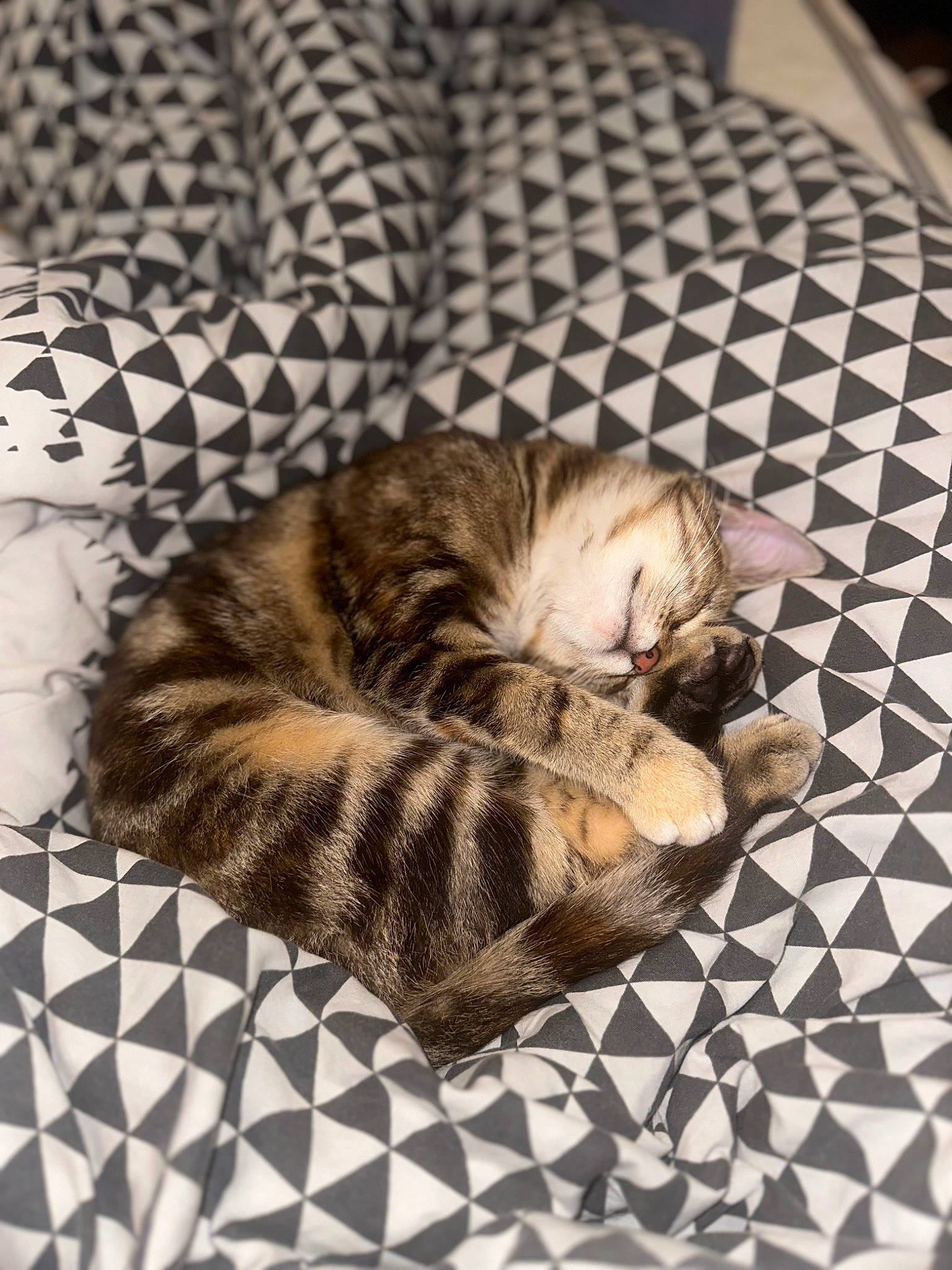 Yna participe au concours pour gagner de l'argent avec cette photo : carnivore, cat, comfort, domestic_short_haired_cat, fawn, felidae, flooring, fur, grey, hardwood, nap, pattern, paw, sleep, small_to_medium_sized_cats, tail, terrestrial_animal, whiskers, wood