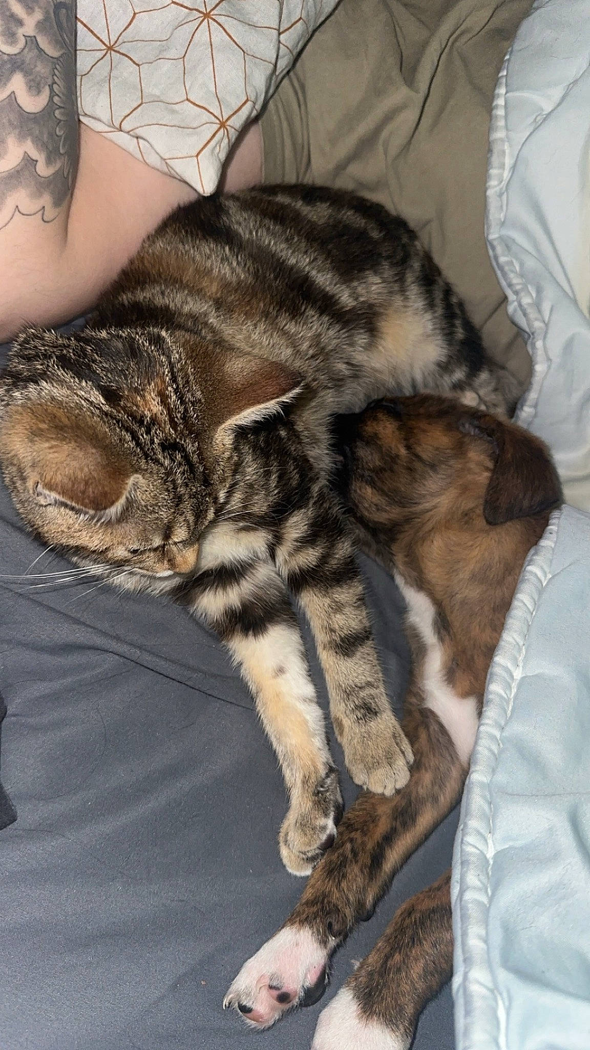 Yna a rejoint le concours — aidez-le/la à gagner de superbes lots ! carnivore, cat, claw, comfort, domestic_short_haired_cat, felidae, foot, fur, human_leg, nap, paw, sleep, small_to_medium_sized_cats, snout, tail, terrestrial_animal, whiskers