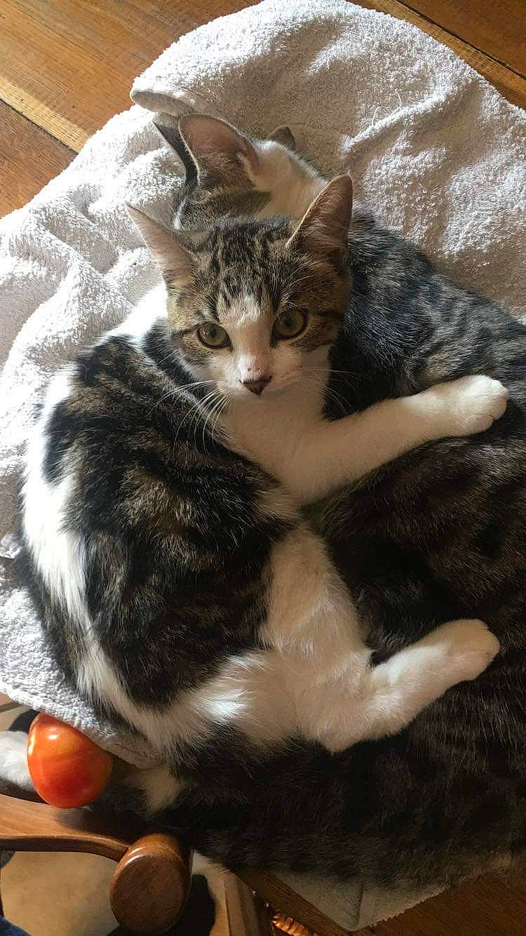 Cambouie a rejoint le concours — aidez-le/la à gagner de superbes lots ! carnivore, cat, citrus, claw, comfort, domestic_short_haired_cat, felidae, fur, grapefruit, orange, paw, small_to_medium_sized_cats, snout, tableware, tail, tangelo, tree, valencia_orange, whiskers, wood