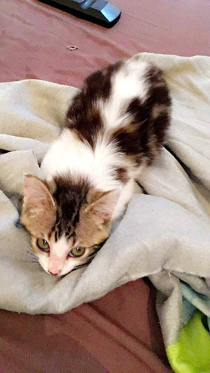 Cambouie a rejoint le concours — aidez-le/la à gagner de superbes lots ! carnivore, cat, claw, comfort, domestic_short_haired_cat, eye, fawn, felidae, fur, mammal, nap, paw, sleep, small_to_medium_sized_cats, snout, tail, terrestrial_animal, whiskers