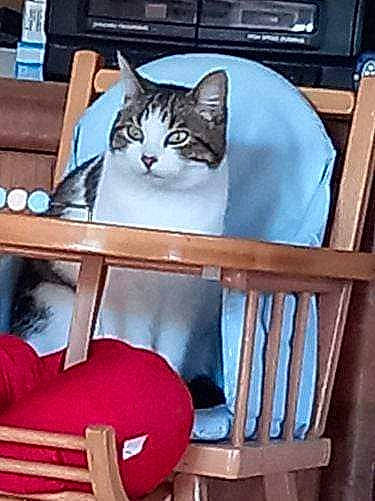 Cambouie a rejoint le concours — aidez-le/la à gagner de superbes lots ! box, carnivore, cat, cat_supply, chair, comfort, domestic_short_haired_cat, drawer, felidae, hardwood, metal, room, shelf, shelving, sitting, small_to_medium_sized_cats, square, tire, whiskers, wood