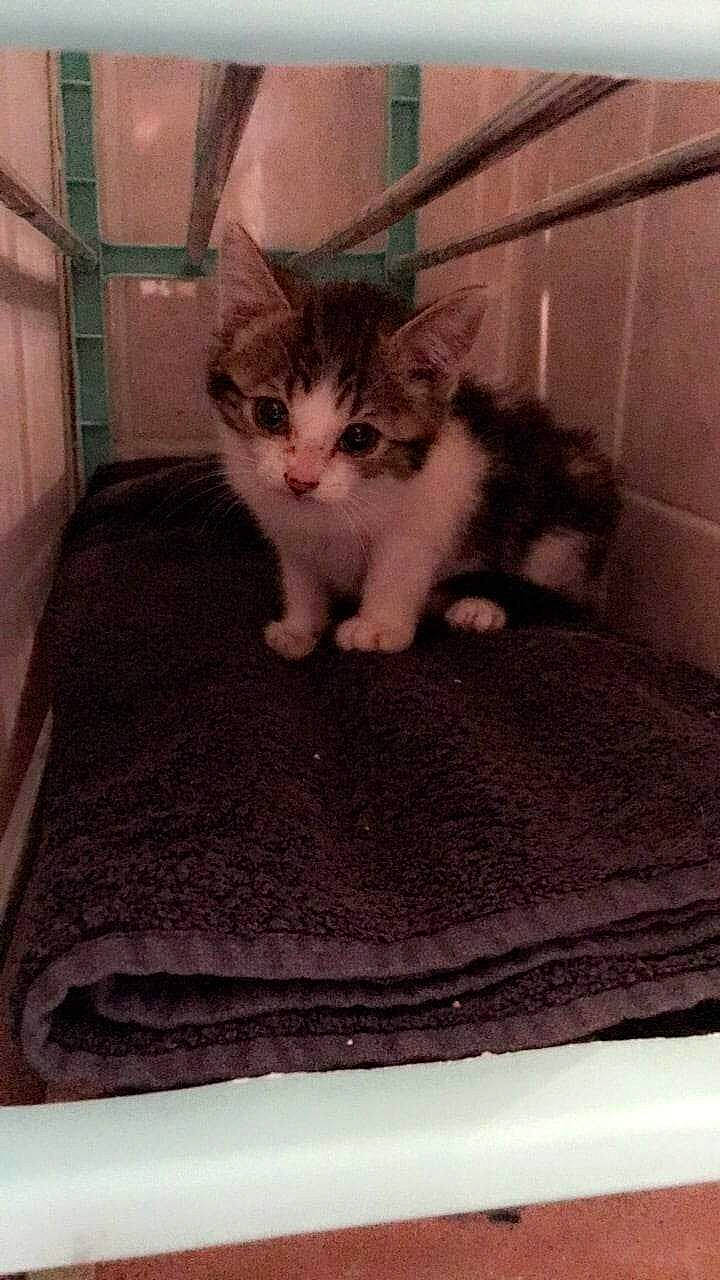 Cambouie a rejoint le concours — aidez-le/la à gagner de superbes lots ! animal_shelter, cardboard, carnivore, cat, cat_bed, cat_supply, claw, comfort, domestic_short_haired_cat, fawn, felidae, flooring, fur, paw, pet_supply, rectangle, small_to_medium_sized_cats, snout, tail, whiskers