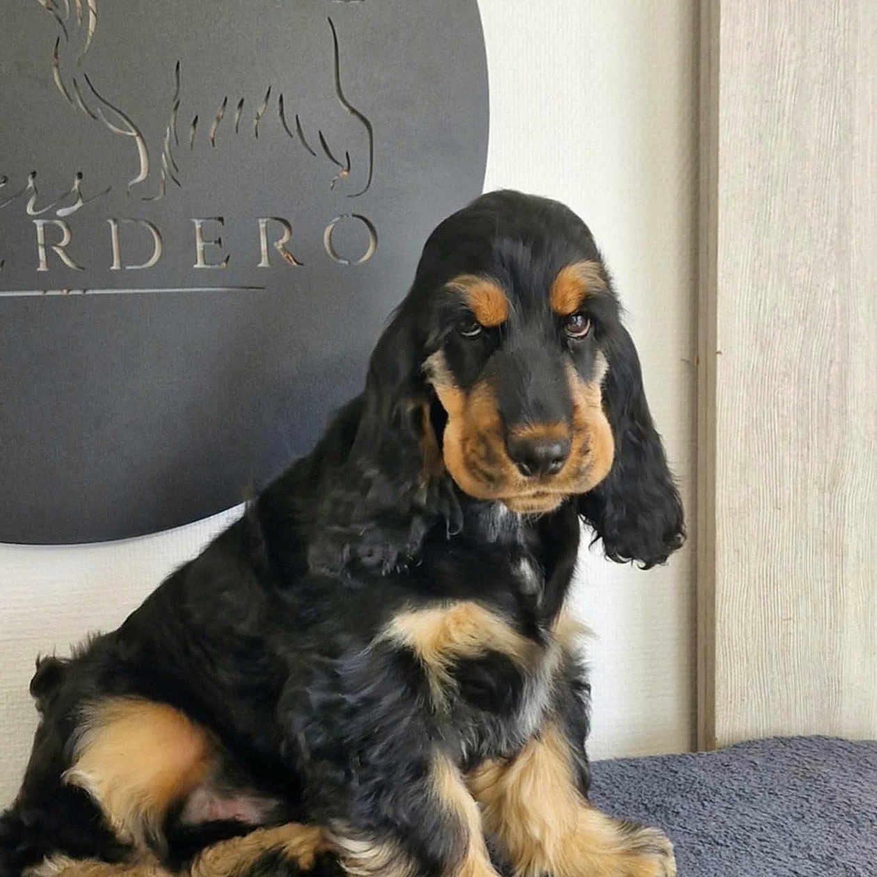 Aston participe au concours pour gagner de l'argent avec cette photo : animal, black, cute, dog, ears, expression, face, floor, fur, indoor, paw, pet, portrait, puppy, sign, sitting, tan, texture, wall, wood