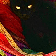 Coal joined the competition — help win amazing prizes! animal, black_cat, blanket, cat, colorful_blanket, cozy, cute, dark, eyes, fabric, feline, hidden, indoor, mysterious, pet, resting, shadow, soft, texture, warm