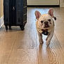 Tobey is registered to the contest to win money with this photo: dog, french_bulldog, bow_tie, pet, indoor, floor, wood_floor, suitcase, luggage, hallway, door, walking, pet_clothing, cute, animal, small_dog, tongue_out, ears, light, shadow