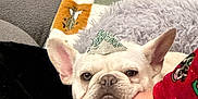 Tobey joined the competition — help win amazing prizes! dog, french_bulldog, pet, couch, blanket, hand, indoor, cute, small_hat, fur, animal, paw, relaxed, cozy, face, ears, person, sitting, home, comfort