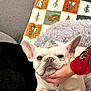 dog, french_bulldog, pet, couch, blanket, hand, indoor, cute, small_hat, fur, animal, paw, relaxed, cozy, face, ears, person, sitting, home, comfort