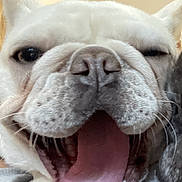 Tobey joined the competition — help win amazing prizes! dog, white_dog, close_up, tongue_out, pet, animal, cute, happy, wrinkled_face, nose, indoor, muzzle, canine, tongue, expression, playful, companion, domestic_animal, friendly, portrait