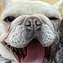 dog, white_dog, close_up, tongue_out, pet, animal, cute, happy, wrinkled_face, nose, indoor, muzzle, canine, tongue, expression, playful, companion, domestic_animal, friendly, portrait