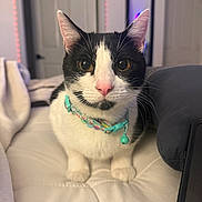 Tinkerbell is registered to the contest to win money with this photo: cat, black_and_white, pet, collar, bell, indoor, bed, blanket, curious, feline, whiskers, ears, pink_nose, close_up, animal, domestic, cute, resting, soft_lighting, background_blur