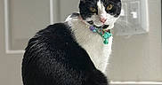 Tinkerbell is registered to the contest to win money with this photo: animal, bathroom, black_and_white, calm, cat, collar, counter, curious, cute, domestic, feline, fur, indoor, looking, pet, portrait, sitting, tail, whiskers, yellow_eyes