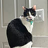 Tinkerbell is registered to the contest to win money with this photo: cat, black_and_white, sitting, collar, yellow_eyes, indoor, bathroom, counter, curious, pet, feline, fur, whiskers, tail, portrait, domestic, animal, cute, looking, calm