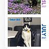 Tinkerbell is registered to the contest to win money with this photo: cat, indoor, outdoor, flowers, calendar, text_overlay, pet, animal, purple_flowers, table, chair, collar, black_and_white_cat, tabby_cat, plant, garden, feline, portrait, decor, screenshot