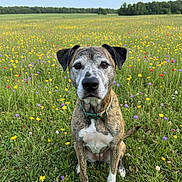 Bubby is registered to the contest to win money with this photo: dog, animal, pet, outdoor, meadow, wildflowers, grass, field, nature, blue_sky, collar, sitting, portrait, canine, flora, summer, greenery, colorful, peaceful, bright