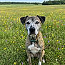 dog, animal, pet, outdoor, meadow, wildflowers, grass, field, nature, blue_sky, collar, sitting, portrait, canine, flora, summer, greenery, colorful, peaceful, bright
