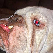 Tun joined the competition — help win amazing prizes! dog, bulldog, close_up, pet, indoor, face, teeth, wrinkles, blue_eye, flash_reflection, collar, furniture, couch, animal, mammal, portrait, expression, nose, skin, head