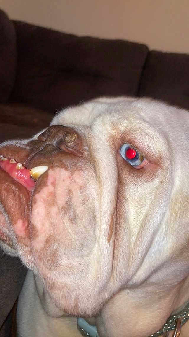 Tun joined the competition — help win amazing prizes! dog, bulldog, close_up, pet, indoor, face, teeth, wrinkles, blue_eye, flash_reflection, collar, furniture, couch, animal, mammal, portrait, expression, nose, skin, head