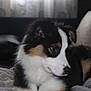 Athena a rejoint le concours — aidez-le/la à gagner de superbes lots ! dog, puppy, tricolor, fur, blanket, indoor, couch, soft, cozy, pet, animal, young, ears, nose, face, window, curtain, relaxing, cute, companion
