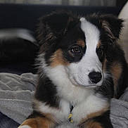 Athena a rejoint le concours — aidez-le/la à gagner de superbes lots ! dog, puppy, tricolor, fur, blanket, indoor, pet, cute, young, canine, laying, resting, animal, cozy, soft, ears, face, nose, expression, fur_pattern