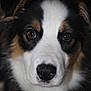 Athena participe au concours pour gagner de l'argent avec cette photo : dog, close_up, portrait, animal, pet, fur, nose, eyes, black_nose, white_fur, brown_fur, fluffy, cute, domestic_animal, mammal, face, whiskers, looking, adorable, canine