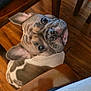 dog, french_bulldog, puppy, pet, looking_up, wrinkled_face, short_muzzle, big_eyes, ears, indoor, hardwood_floor, wooden_table, chair, seat, close_up, companion, cute, posed, domestic, attention_seeking