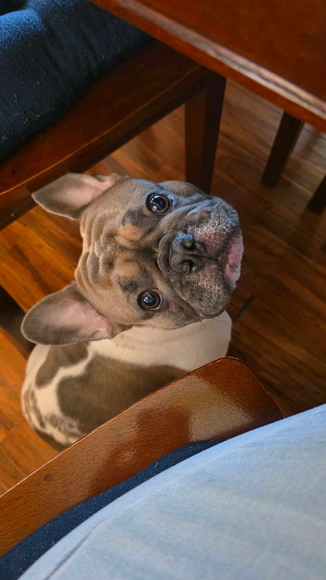 Richie is registered to the contest to win money with this photo: dog, french_bulldog, puppy, pet, looking_up, wrinkled_face, short_muzzle, big_eyes, ears, indoor, hardwood_floor, wooden_table, chair, seat, close_up, companion, cute, posed, domestic, attention_seeking