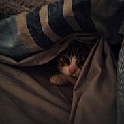 Kema is registered to the contest to win money with this photo: cat, blanket, cozy, indoor, pet, fur, face, hiding, comfort, striped, cute, animal, resting, soft, domestic, feline, sleepy, warm, paw, nest