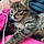 Milou